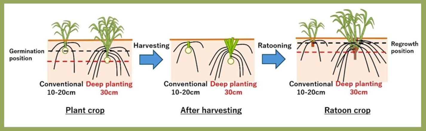 Yanmar sugar cane planting