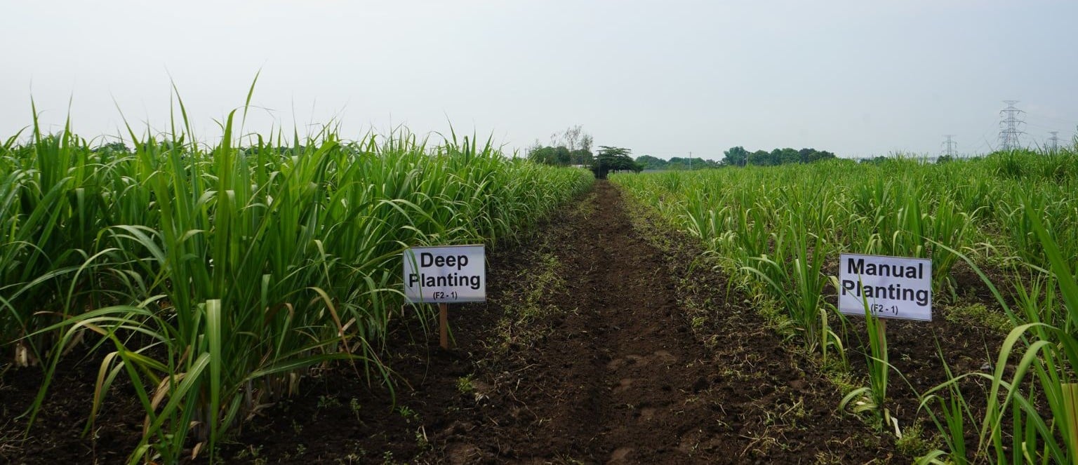 Deep-planting test field in the Philippines