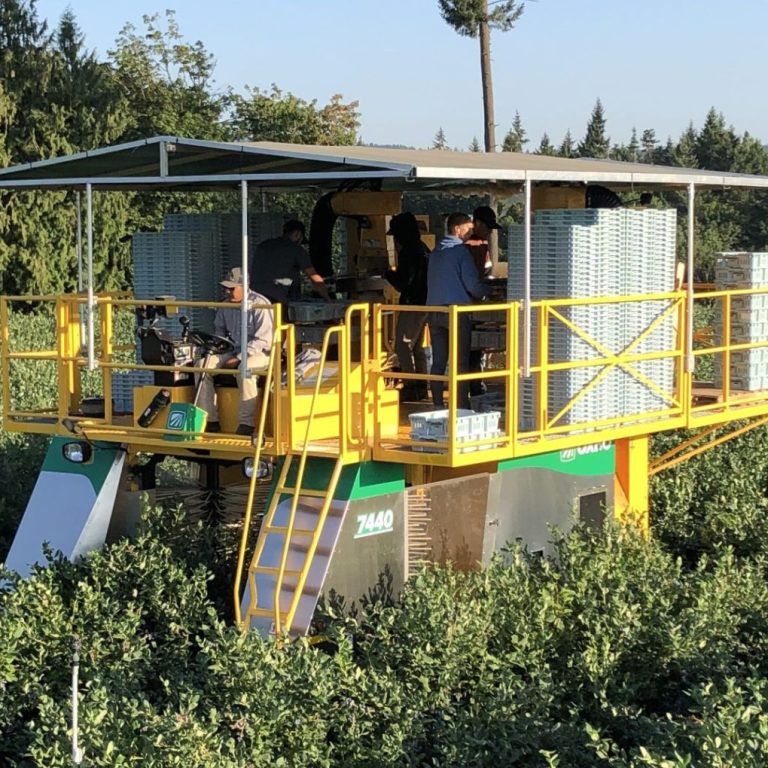 Oxbo berry harvesting