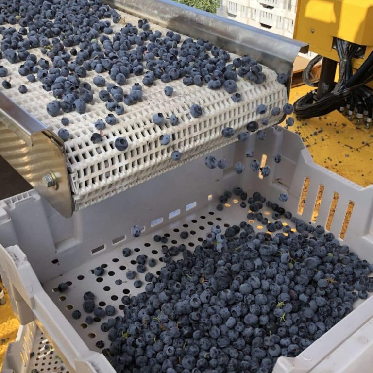 Oxbo berry harvesting